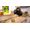 Bosch TWK3M123