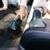 Cecotec Pulitore Conga PopStar 3000 CarpetClean