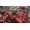 Codemasters F1 2015
