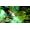 Electronic Arts Dragon Age: Inquisition - Deluxe Edition