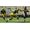 Electronic Arts Madden NFL 25 (2013)