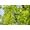 Gardena HighCut 250/18V P4A