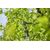 Gardena HighCut 250/18V P4A