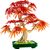 Lego Botanicals 10348 Bonsai di acero rosso giapponese
