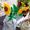 Lego Creator 40524 Girasoli