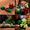 Lego Icons 10309 Piante grasse