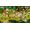 Microids Asterix & Obelix: Slap Them All! - Collector Edition