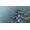 Microsoft Age of Empires IV
