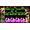 Microsoft Rare Replay