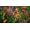Mojang Minecraft Dungeons - Ultimate Edition