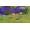 Nintendo New Pokemon Snap