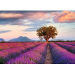 Ravensburger - Puzzle Campi di Lavanda, 1000 Pezzi, Puzzle Paesaggi per Adulti e Ragazzi, Idea Regalo per Lei o Lui, 70x50 cm