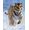 Ravensburger Tigre sulla Neve