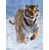 Ravensburger Tigre sulla Neve