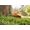 Stihl FSA 60 R