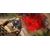 Ubisoft Assassin's Creed Mirage - Deluxe Edition PS4