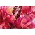 Dior Miss Dior Parfum 50ml