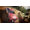 Codemasters DiRT Rally 2.0 Xbox One