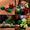 Lego Icons 10309 Piante grasse