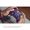 Microsoft Controller Wireless per Xbox Astral Purple