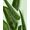 Nivea Naturally Good Bio Aloe Vera Roll-On 50ml