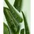 Nivea Naturally Good Bio Aloe Vera Roll-On 50ml