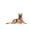 Royal Canin Pastore Tedesco Adult - secco 3Kg