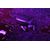 Urbanista Seoul Vivid Purple
