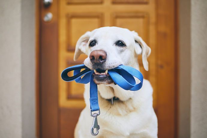 Accessori per cani: ecco quelli più utili e interessanti!