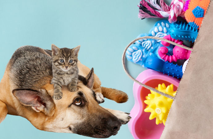 Scegli i migliori accessori smart per cane e gatto: guida all'acquisto