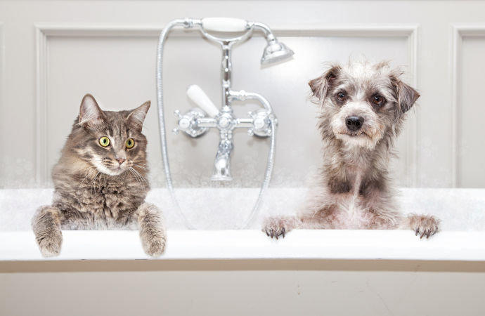 igiene cane e gatto