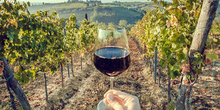 Vini toscani: guida all’acquisto dei migliori prodotti regionali