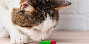 Benessere felino: guida all’acquisto dei migliori rimedi e prodotti salute