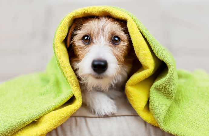 migliori prodotti toelettatura cane