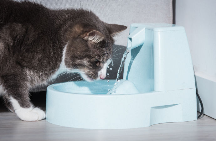 distributore automatico acqua per gatti