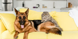 Gadget smart per cane e gatto: guida agli accessori intelligenti