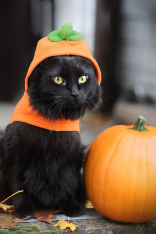 Halloween costume per animali