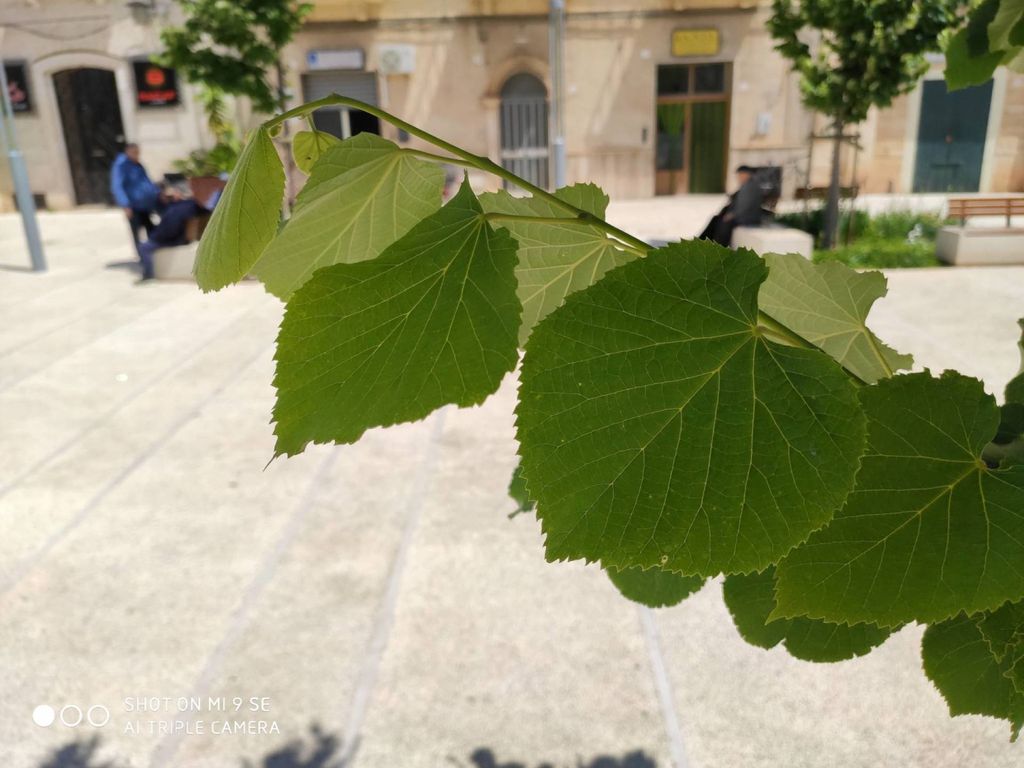 Foto scattata con Xiaomi Mi 9 SE