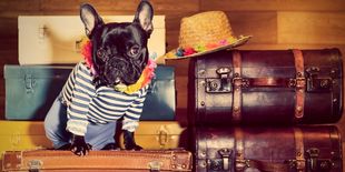 Tendenze, curiosità e consigli per viaggi su misura per cani e gatti