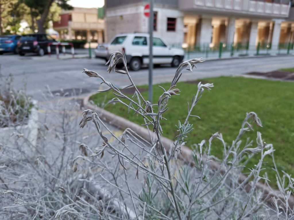Fotografie scattate con Honor 20
