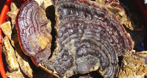 Ganoderma o Reishi