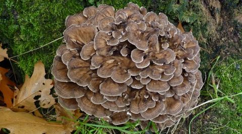 Grifola Frondosa o Maitake