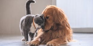 Animali domestici sani e felici: guida ai prodotti migliori per cane e gatto