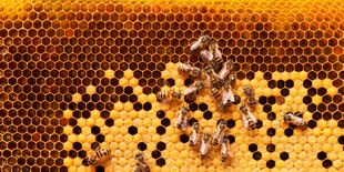 La giornata mondiale delle api per salvaguardare la biodiversità