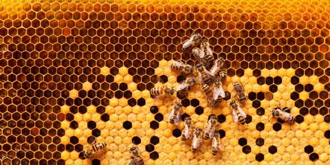 giornata mondiale delle api