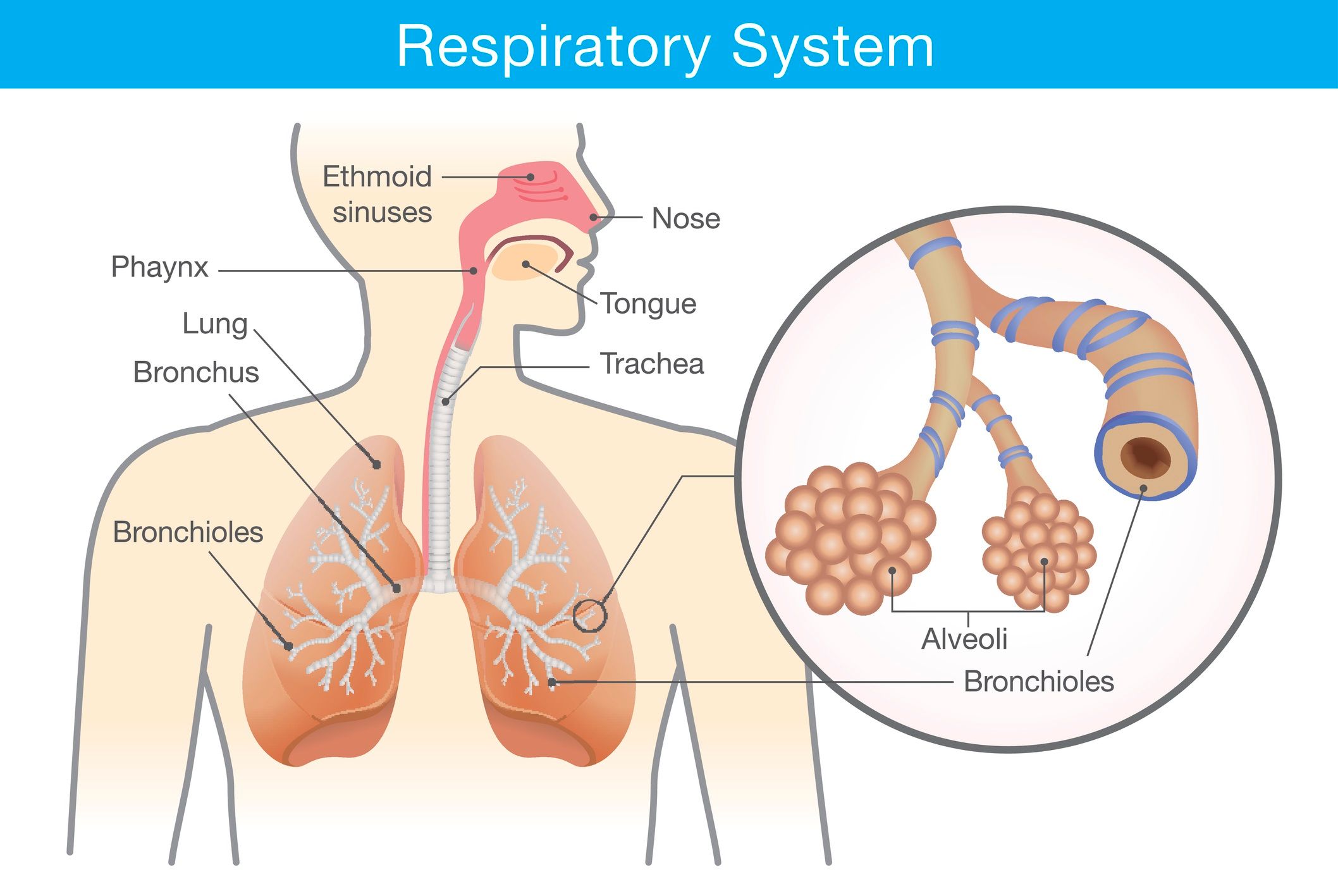 struttura apparato respiratorio