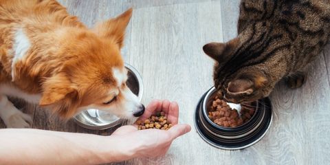 osservatorio trovaprezzi mondo pet