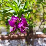 Recensione Xiaomi 12 fotocamera