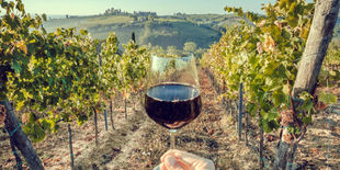 Calice di vino rosso sollevato tra i filari di un vigneto collinare, con campi coltivati e borgo sullo sfondo.