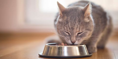 cibi e integratori per gatti